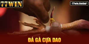 Đá Gà Cựa Dao 77win